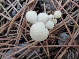 Hemimycena lactea image