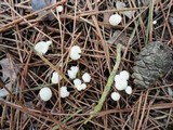 Hemimycena lactea image