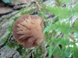 Psathyrella rugocephala image