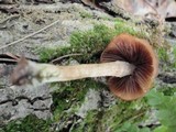Psathyrella rugocephala image