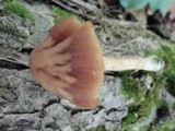 Psathyrella rugocephala image