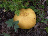 Suillus tomentosus image