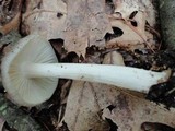 Megacollybia rodmani image