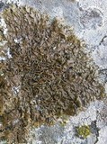 Melanelia glabra image