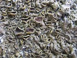 Melanelia glabra image