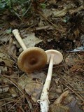 Amanita sect. Vaginatae image