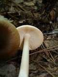 Amanita sect. Vaginatae image