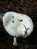 Amanita multisquamosa image