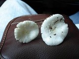 Amanita multisquamosa image