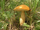Leccinum insigne image