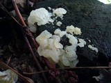 Ductifera pululahuana image