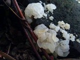 Ductifera pululahuana image