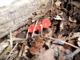 Sarcoscypha occidentalis image