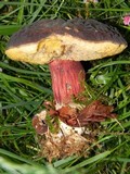 Boletus zelleri image