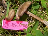 Entoloma sericeum image