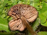 Entoloma sericeum image
