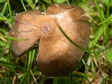Entoloma sericeum image