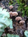 Mycena corticola image