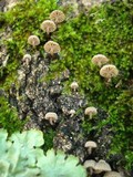 Mycena corticola image