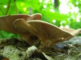 Panus conchatus image