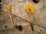 Mitrula elegans image