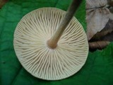 Gymnopus subnudus image