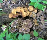 Kuehneromyces mutabilis image