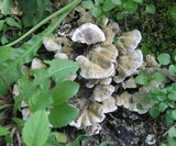 Bjerkandera adusta image