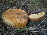 Suillus albivelatus image