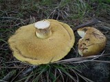 Suillus albivelatus image