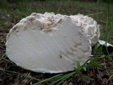 Calbovista subsculpta image