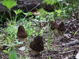 Morchella snyderi image