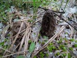 Morchella snyderi image