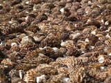 Morchella snyderi image