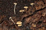 Simocybe haustellaris image