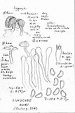 Simocybe haustellaris image