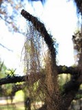 Bryoria capillaris image