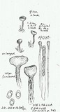 Helvella corium image