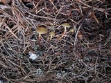 Mycena nivicola image