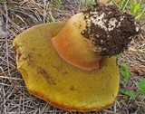 Boletus rex-veris image