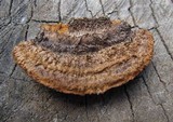 Gloeophyllum sepiarium image