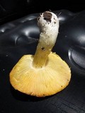 Floccularia albolanaripes image