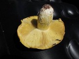 Floccularia albolanaripes image