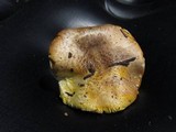 Floccularia albolanaripes image