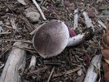 Tricholoma moseri image