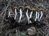 Psathyrella longistriata image