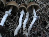 Psathyrella longistriata image