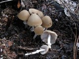 Psathyrella longistriata image
