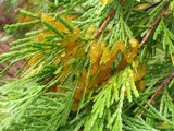 Gymnosporangium libocedri image