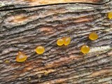 Guepiniopsis alpina image